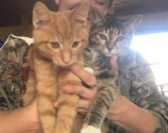 Blaze & Zoe: Blaze, male, about 6 months old, litter box trained and fully vetted. Zoe, female. Litter box trained & fully vetted. Loves cuddles!